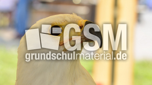 Schrei-Seeadler (5).jpg